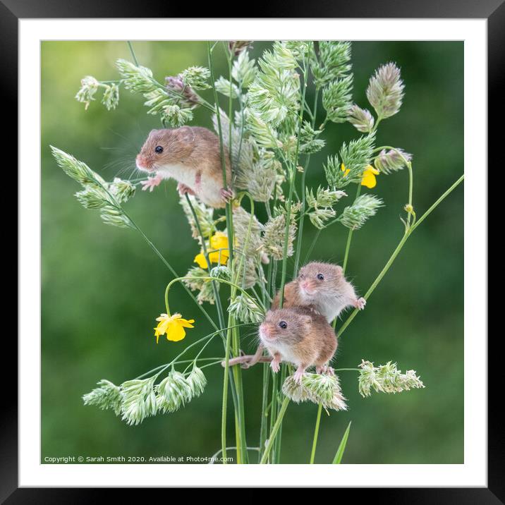 Three Harvest Mice  Framed Mounted Print by Sarah Smith