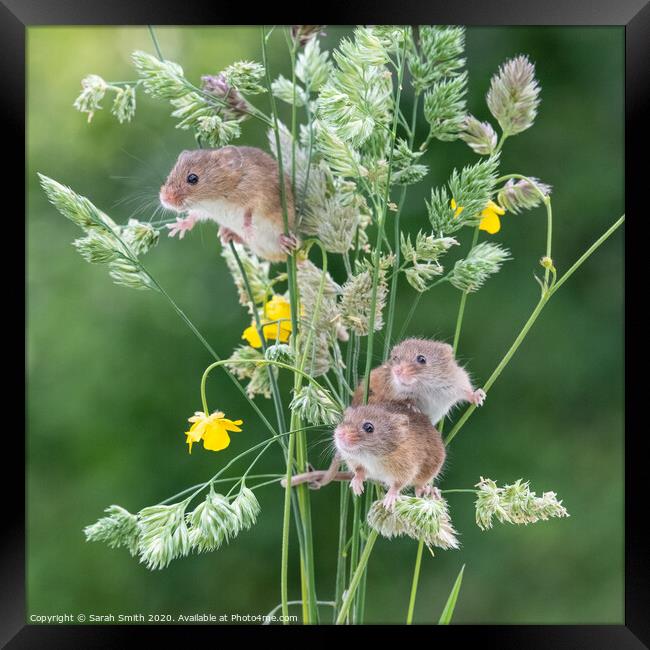 Three Harvest Mice  Framed Print by Sarah Smith