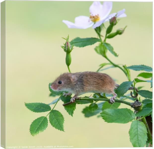 Harvest mouse on a dog rose plant Canvas Print by Sarah Smith