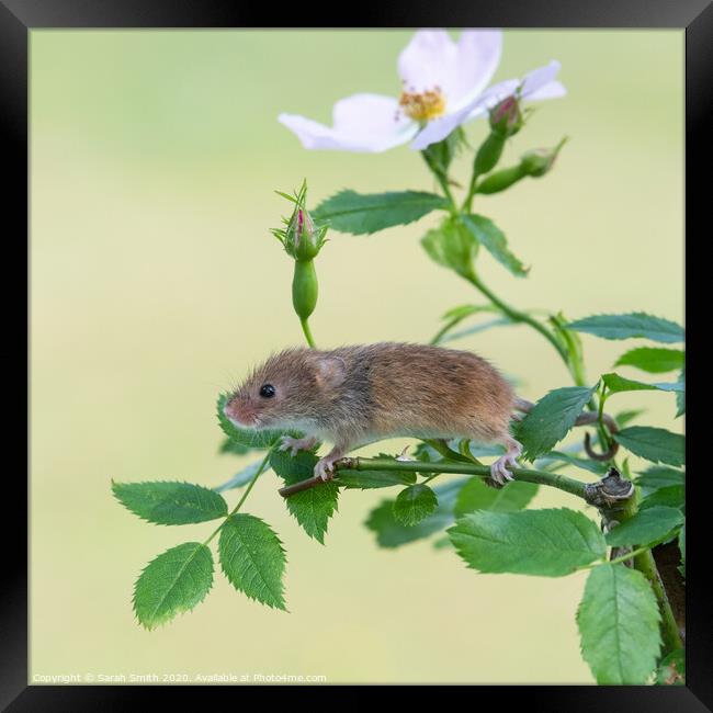 Harvest mouse on a dog rose plant Framed Print by Sarah Smith