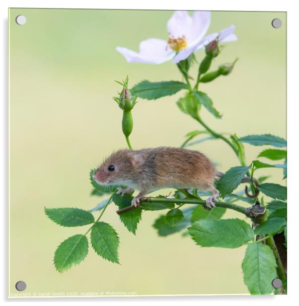 Harvest mouse on a dog rose plant Acrylic by Sarah Smith