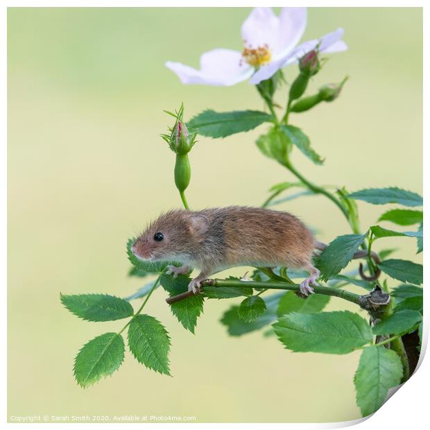 Harvest mouse on a dog rose plant Print by Sarah Smith
