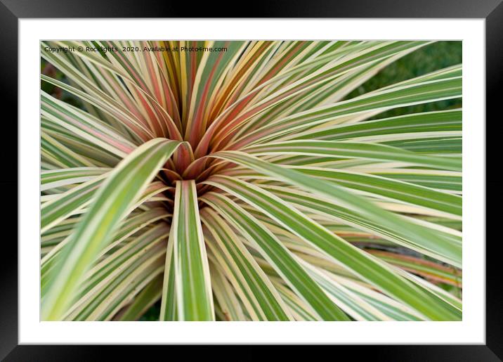 phormium plant Framed Mounted Print by Rocklights 