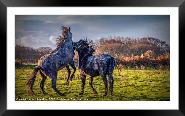 Welsh Ponies biting Framed Mounted Print by Kev Robertson