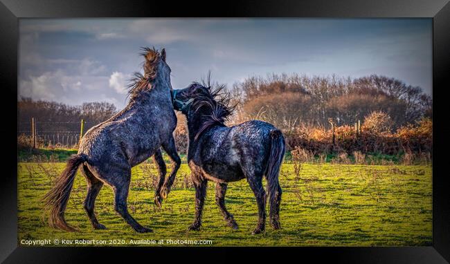 Welsh Ponies biting Framed Print by Kev Robertson