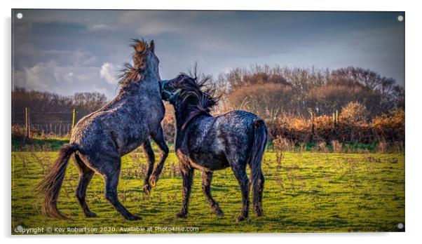 Welsh Ponies biting Acrylic by Kev Robertson