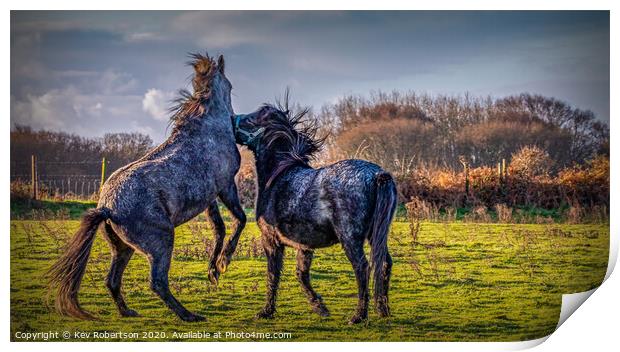 Welsh Ponies biting Print by Kev Robertson