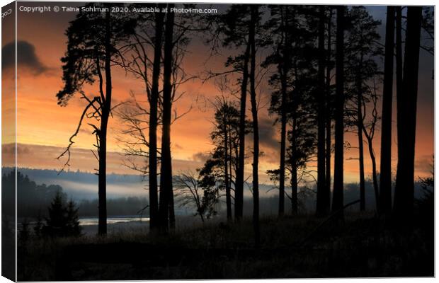 Sihouetted Pine Trees at January Sunset  Canvas Print by Taina Sohlman