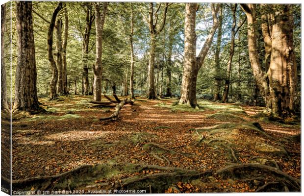 Tollymore Forest Park, Northern Ireland Canvas Print by jim Hamilton