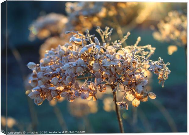 Beautiful Frosty Hydrangea Flower Head Canvas Print by Imladris 