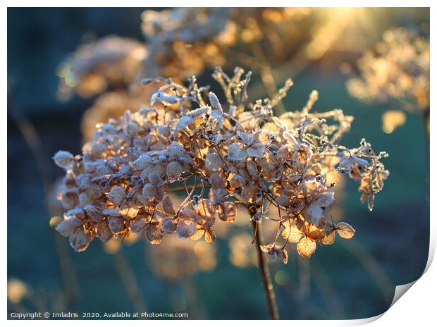 Beautiful Frosty Hydrangea Flower Head Print by Imladris 