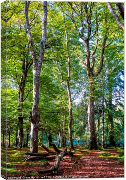 Tollymore forest park Canvas Print by jim Hamilton