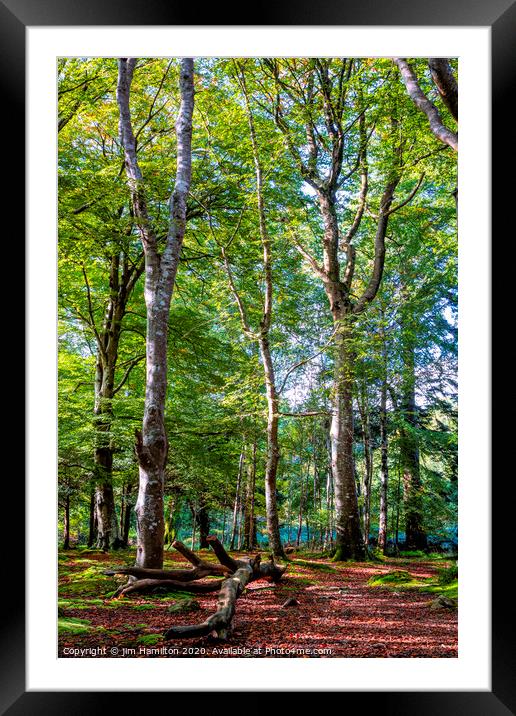 Tollymore forest park Framed Mounted Print by jim Hamilton