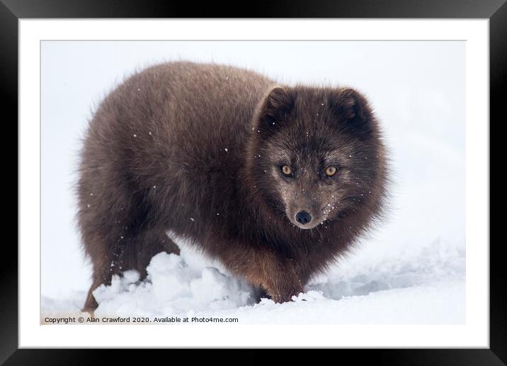 Arctic Fox, Iceland Framed Mounted Print by Alan Crawford