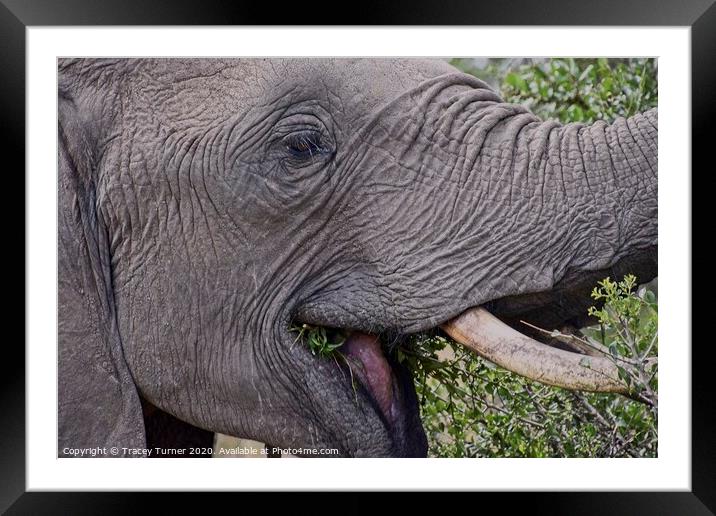 A trunk full of fun! Elephant Close up Framed Mounted Print by Tracey Turner