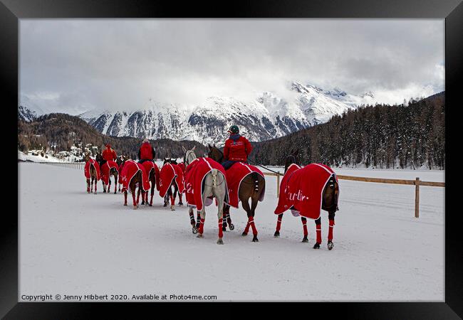 Snow polo team of horses in St Moritz Framed Print by Jenny Hibbert