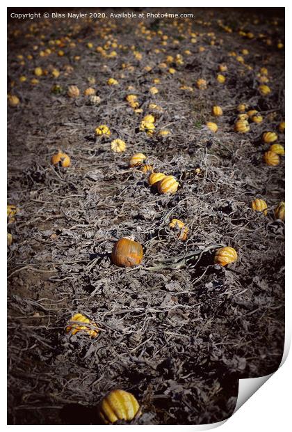 Pumpkin Patch Print by Bliss Nayler
