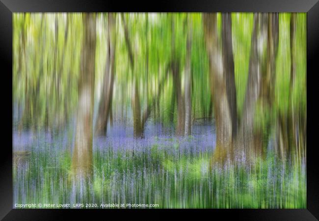 An Impressionistic Image of a Bluebell Wood in Spring Framed Print by Peter Lovatt  LRPS