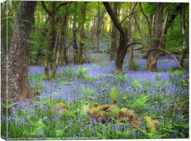 An Image of a Bluebell Wood in Spring Canvas Print by Peter Lovatt  LRPS