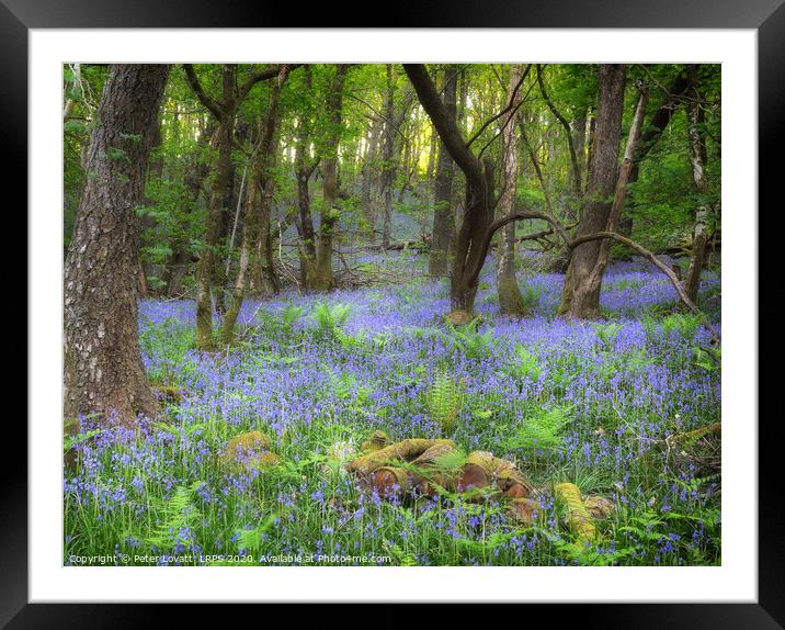 An Image of a Bluebell Wood in Spring Framed Mounted Print by Peter Lovatt  LRPS