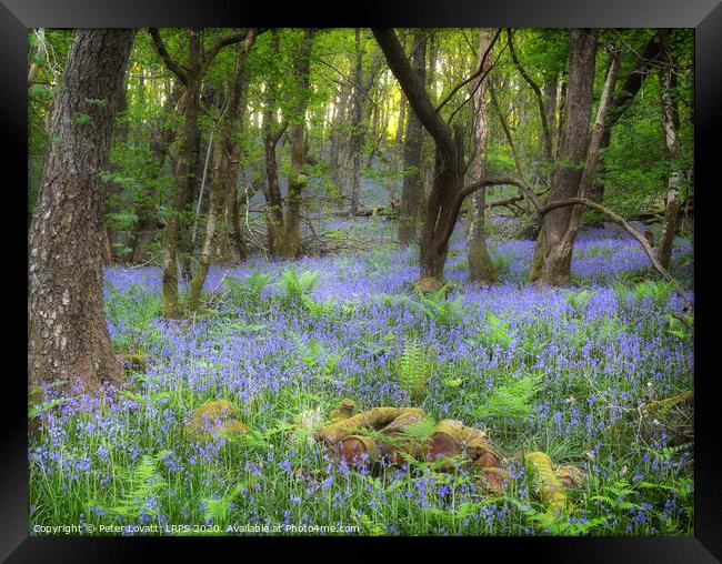 An Image of a Bluebell Wood in Spring Framed Print by Peter Lovatt  LRPS