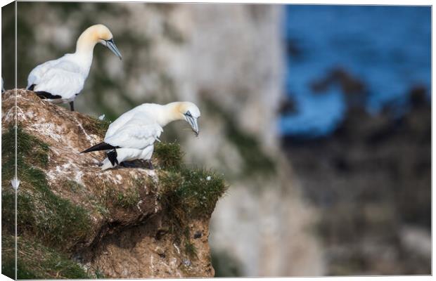 Northern gannet looking over the cliff edge Canvas Print by Jason Wells