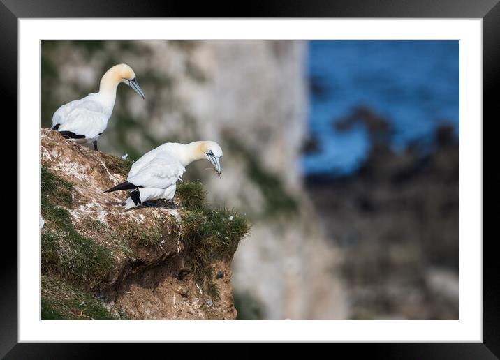 Northern gannet looking over the cliff edge Framed Mounted Print by Jason Wells