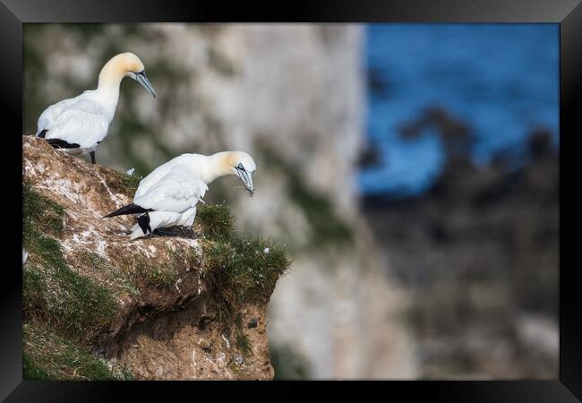 Northern gannet looking over the cliff edge Framed Print by Jason Wells