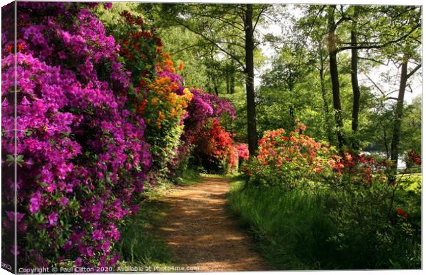 Valley gardens in Virginia water. Canvas Print by Paul Clifton