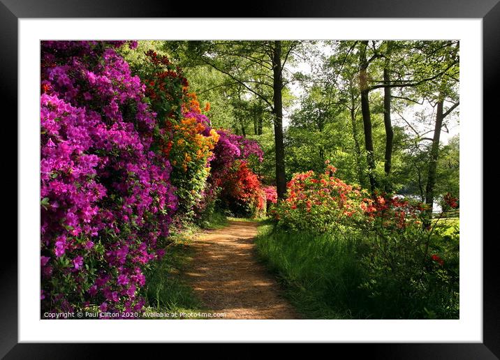 Valley gardens in Virginia water. Framed Mounted Print by Paul Clifton