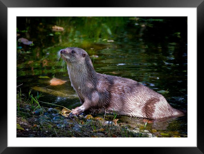 European Otter on a riverbank in South Devon, UK. Framed Mounted Print by Peter Bolton