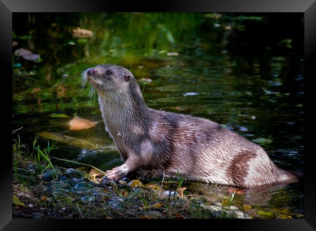 European Otter on a riverbank in South Devon, UK. Framed Print by Peter Bolton