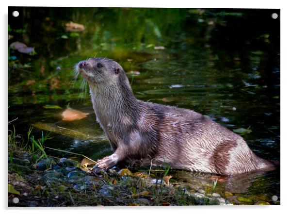 European Otter on a riverbank in South Devon, UK. Acrylic by Peter Bolton