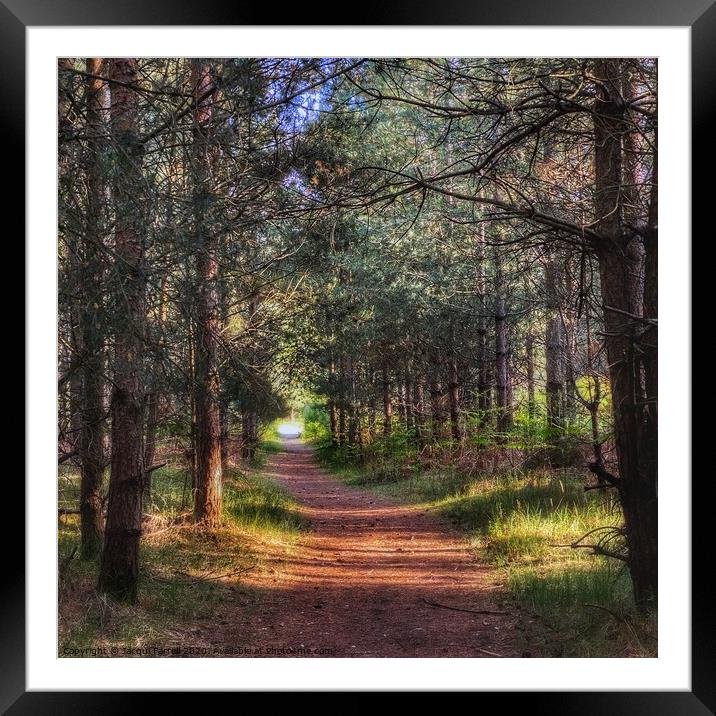 Brandon Country Park Suffolk Framed Mounted Print by Jacqui Farrell