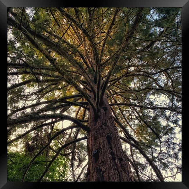 Brandon Giant Redwood Tree Framed Print by Jacqui Farrell