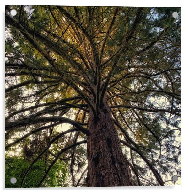 Brandon Giant Redwood Tree Acrylic by Jacqui Farrell