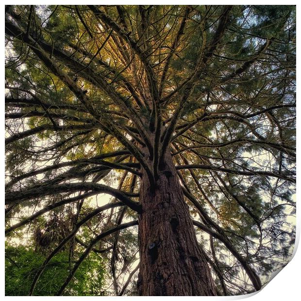 Brandon Giant Redwood Tree Print by Jacqui Farrell