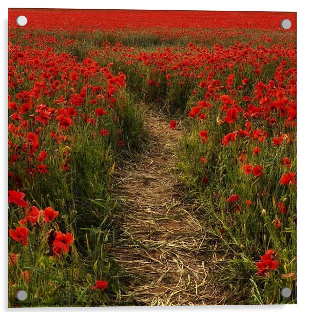 Norfolk Poppy Field  Acrylic by Jacqui Farrell
