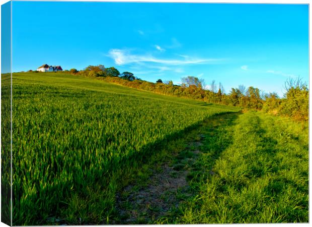 An English field with a white house on a hill. Hadleigh, Essex, UK.  Canvas Print by Peter Bolton