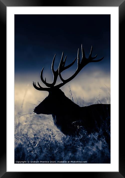 Red Deer Stag at Dawn Framed Mounted Print by Graham Prentice