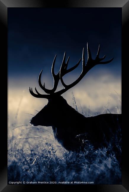 Red Deer Stag at Dawn Framed Print by Graham Prentice