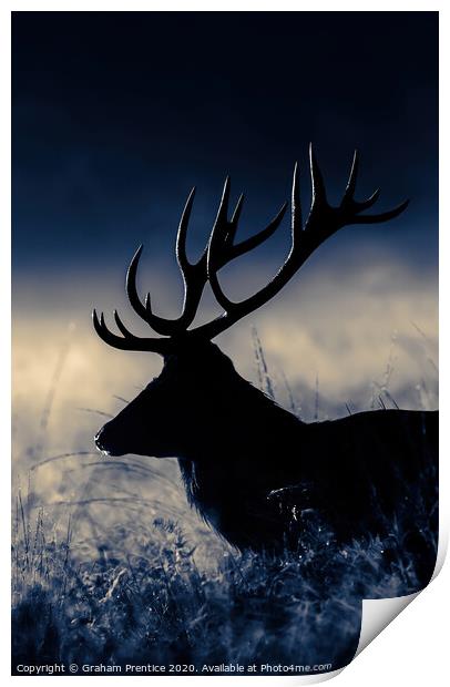 Red Deer Stag at Dawn Print by Graham Prentice
