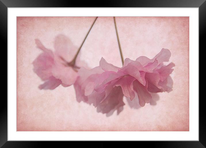Cherry Blossom Froth Framed Mounted Print by Ann Garrett