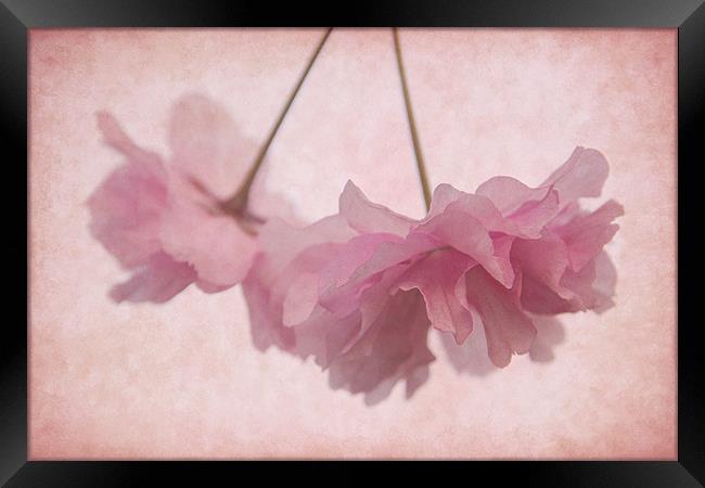 Cherry Blossom Froth Framed Print by Ann Garrett