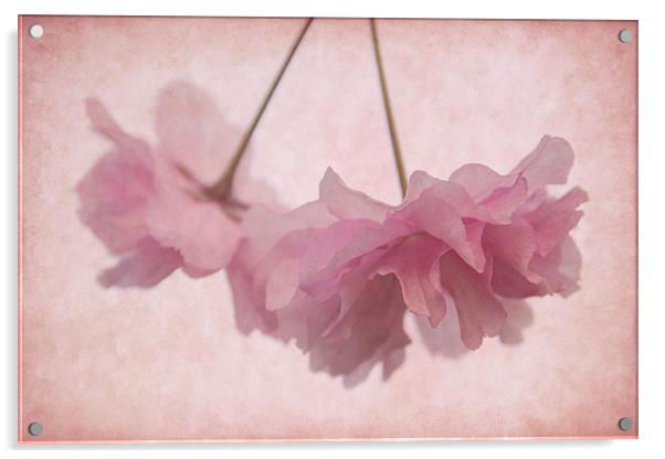Cherry Blossom Froth Acrylic by Ann Garrett