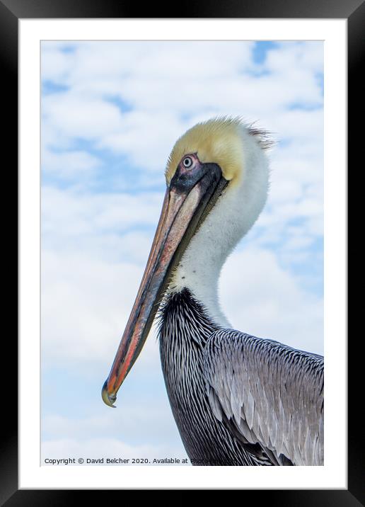 Pelican Framed Mounted Print by David Belcher