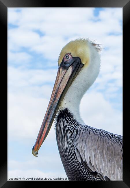 Pelican Framed Print by David Belcher