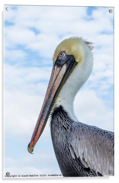 Pelican Acrylic by David Belcher
