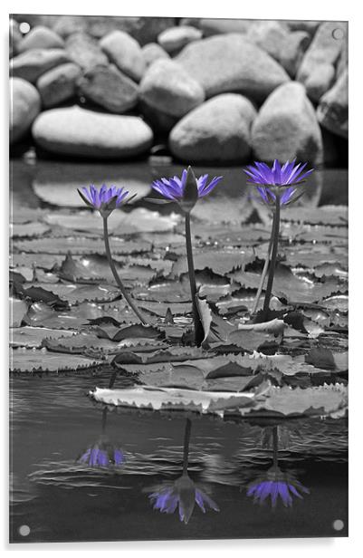 Lotus Reflection Acrylic by Stuart Hough