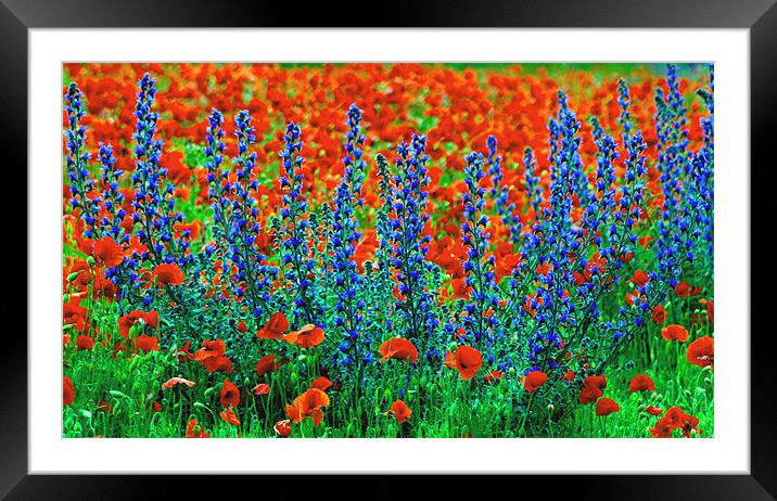 Wild Lupins and Poppies Framed Mounted Print by val butcher
